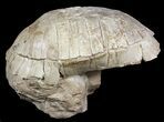 Fossil Tortoise (Stylemys) From Nebraska - Very Inflated #51318-1